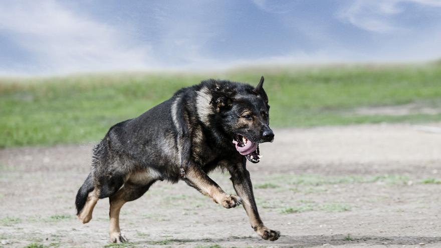 Un pastor alemán mata a otro perro y muerde en la mano a su dueña en Salceda