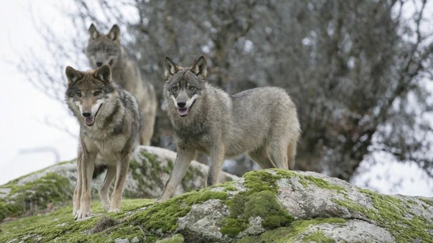 Cantabria pedirá personarse en el recurso del Defensor del Pueblo para &quot;defender&quot; su plan para frenar al lobo