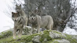 Cantabria pedirá personarse en el recurso del Defensor del Pueblo para "defender" su plan para frenar al lobo