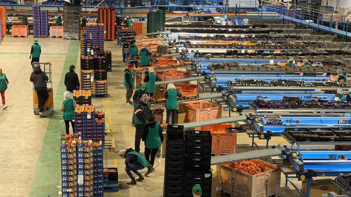 Líneas de confección del caqui en la cooperativa de Alginet.