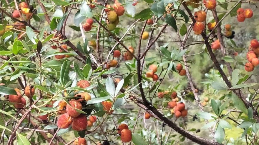 El elixir alistano que nace en la serranía