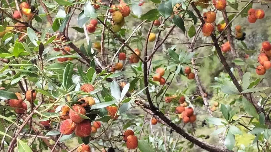 El sabroso fruto del bosque que crece en Aliste