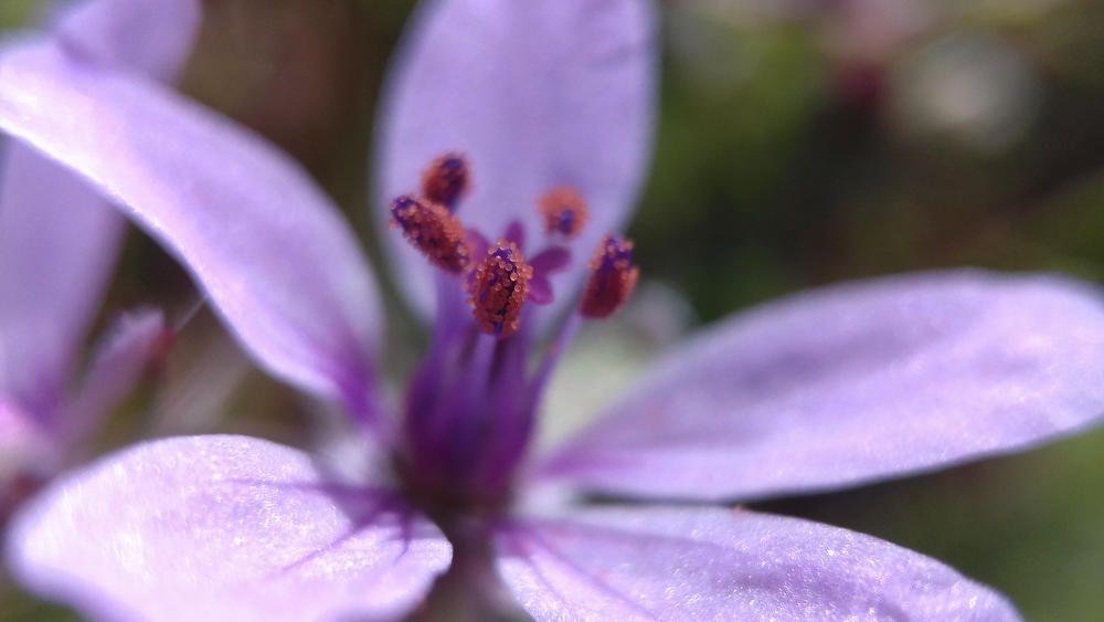 Natura. Un cop esclatada en tota la seva esplendor, aquesta flor ens mostra la seva bellesa.