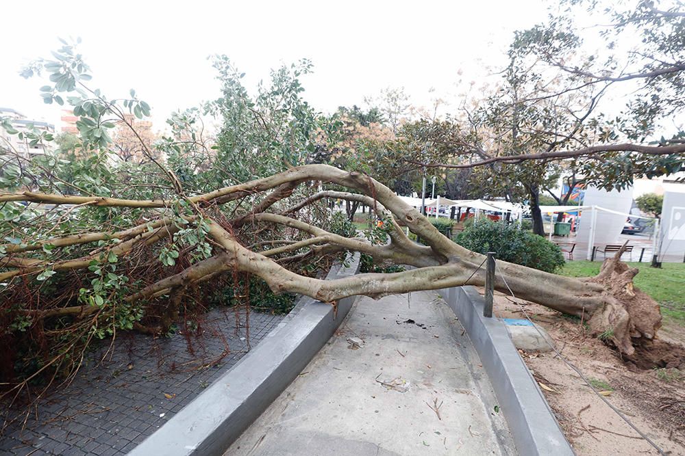 Árbol caído por el temporal en el Parque de la paz.