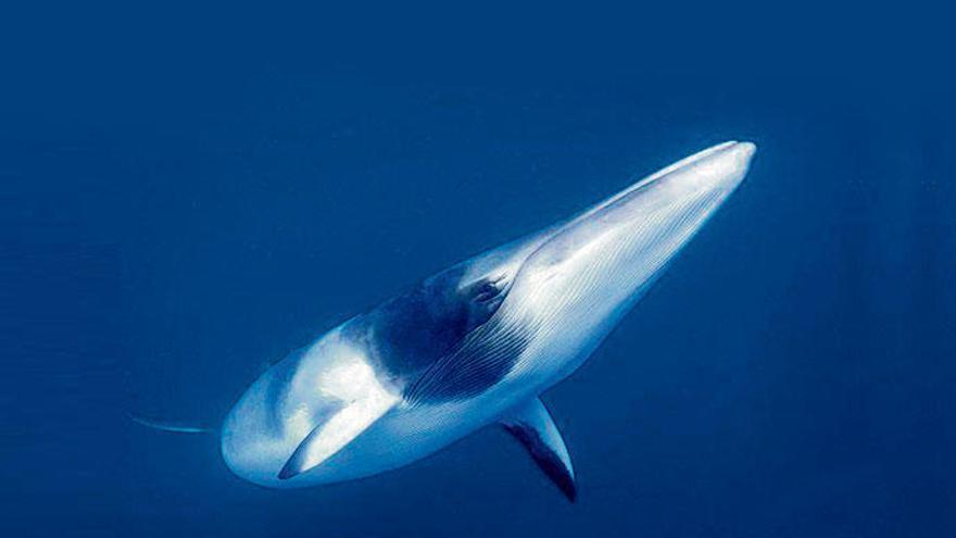 So sehen Bartenwale aus, wenn sie quicklebendig im Mittelmeer schwimmen.