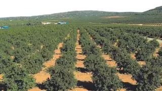 Los grandes fondos ya controlan más del 30% de las naranjas de Castellón