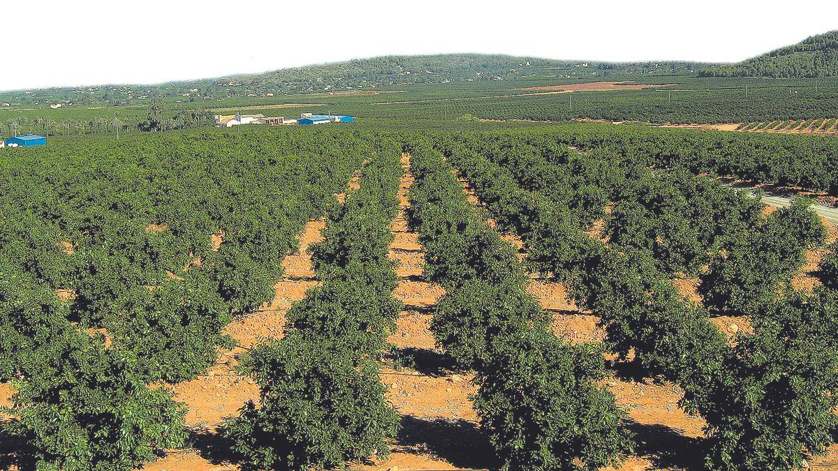 Los grandes fondos ya controlan más del 30% de las naranjas de Castellón.