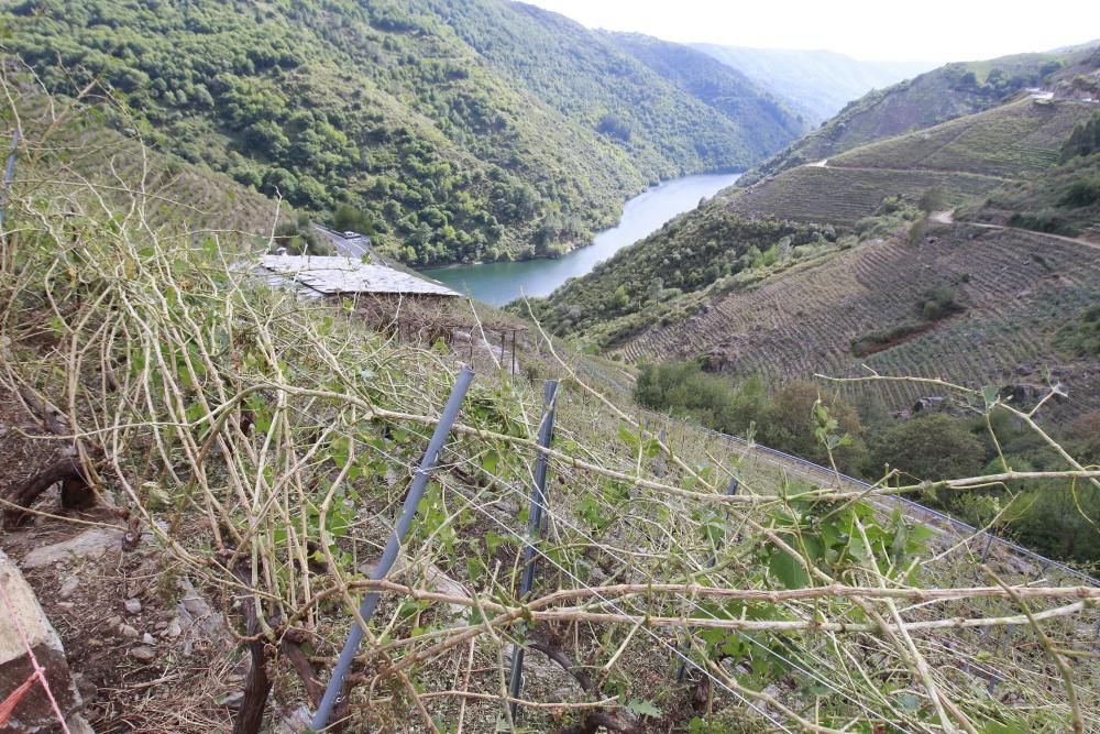 La Ribeira Sacra intenta salvar las cepas