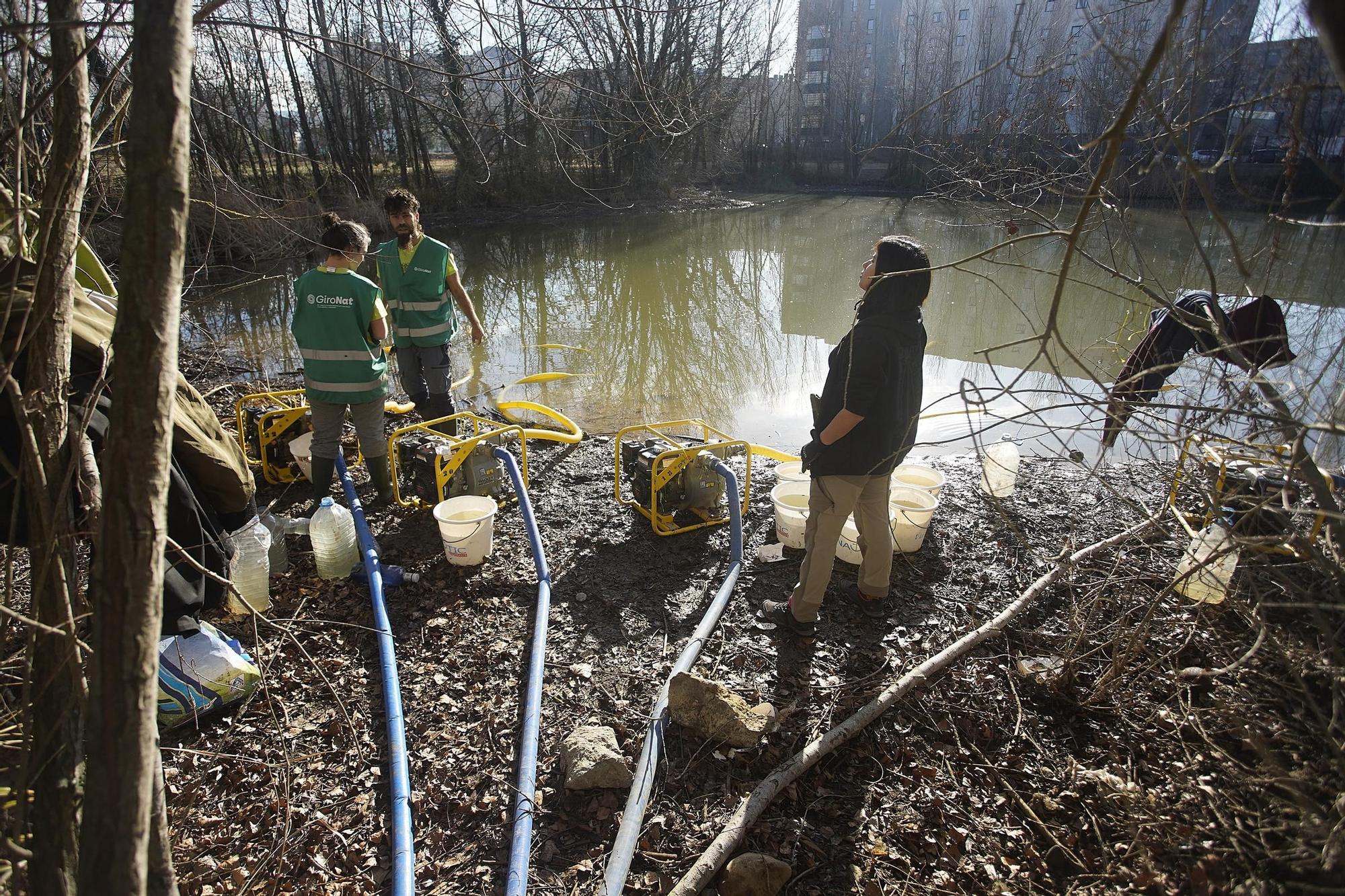 Girona asseca una bassa de les hortes de Santa Eugènia per eliminar les espècies invasores que hi habiten