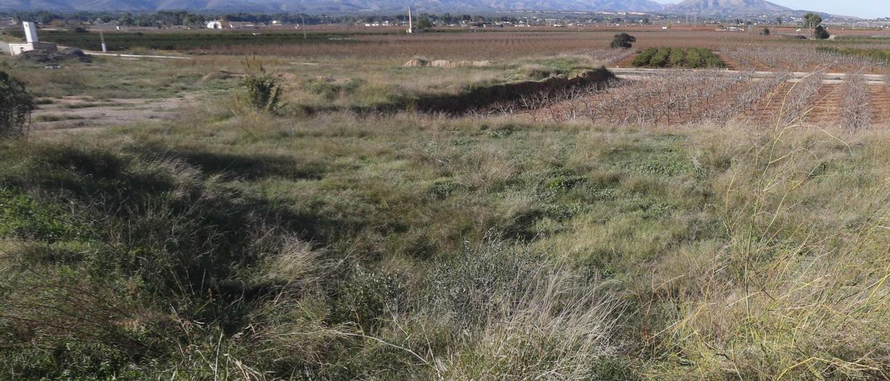 Una vista del sector Pla del Roser de Guadassuar, donde se han realizado las prospecciones para estudiar el terreno. | V. M. PASTOR