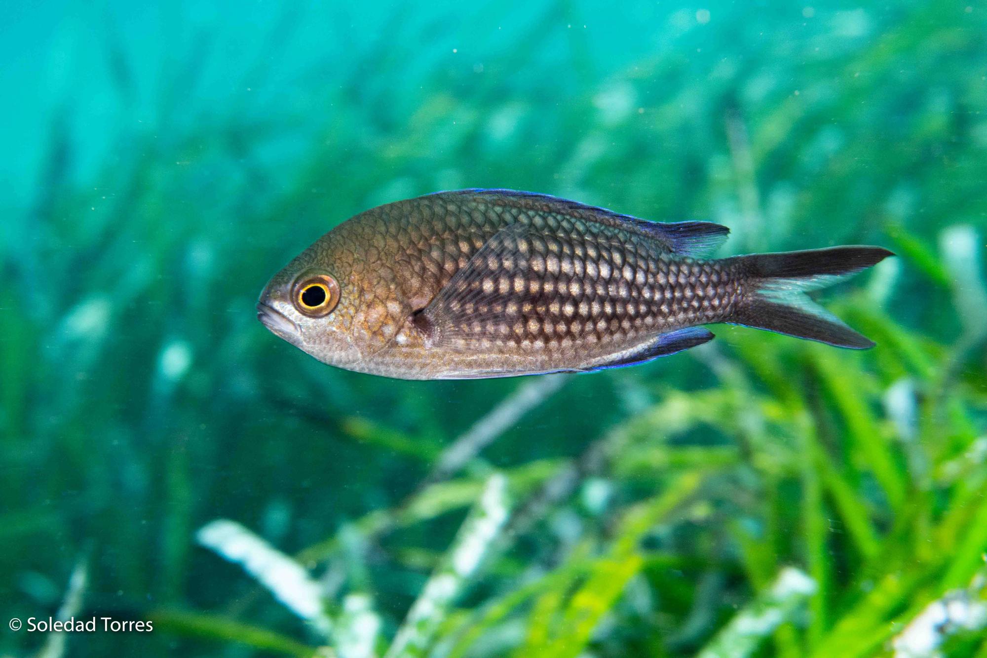 Galería de imágenes de la posidonia de la bahía de Talamanca