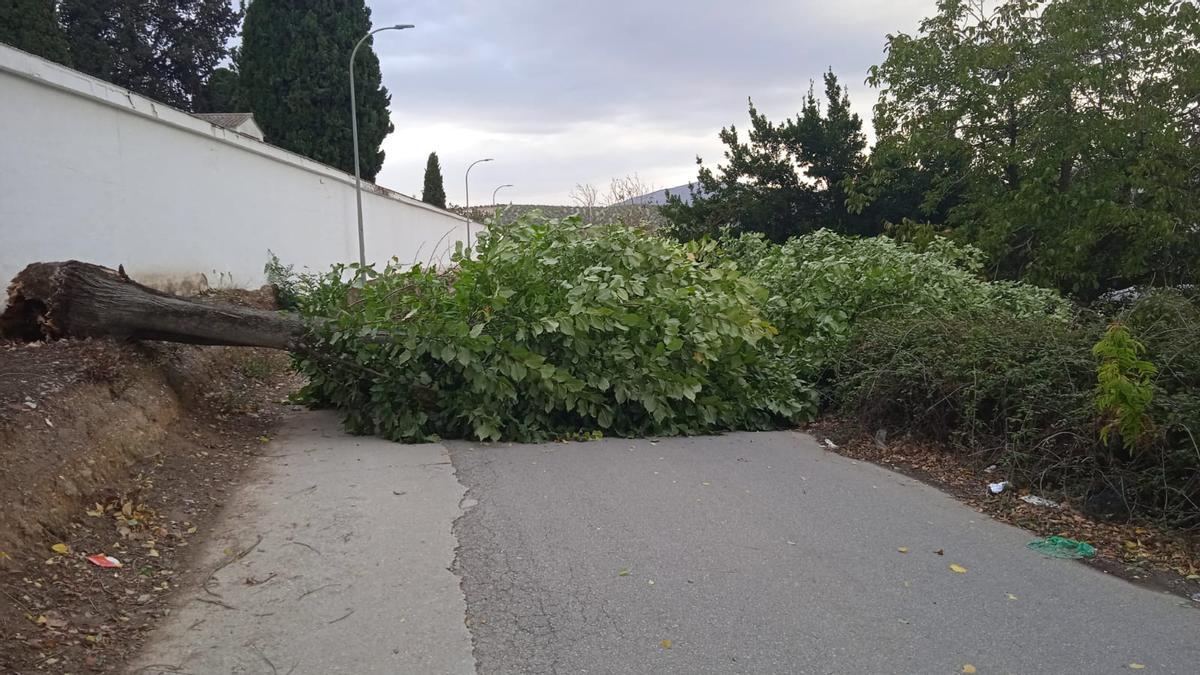 El árbol caído junto al cementerio de Priego cortaba el camino de Los Silos.