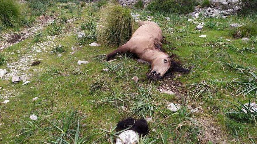 Imputado por matar a hachazos a un caballo en una finca en Pollença - Diario de Mallorca - Vimarsana News