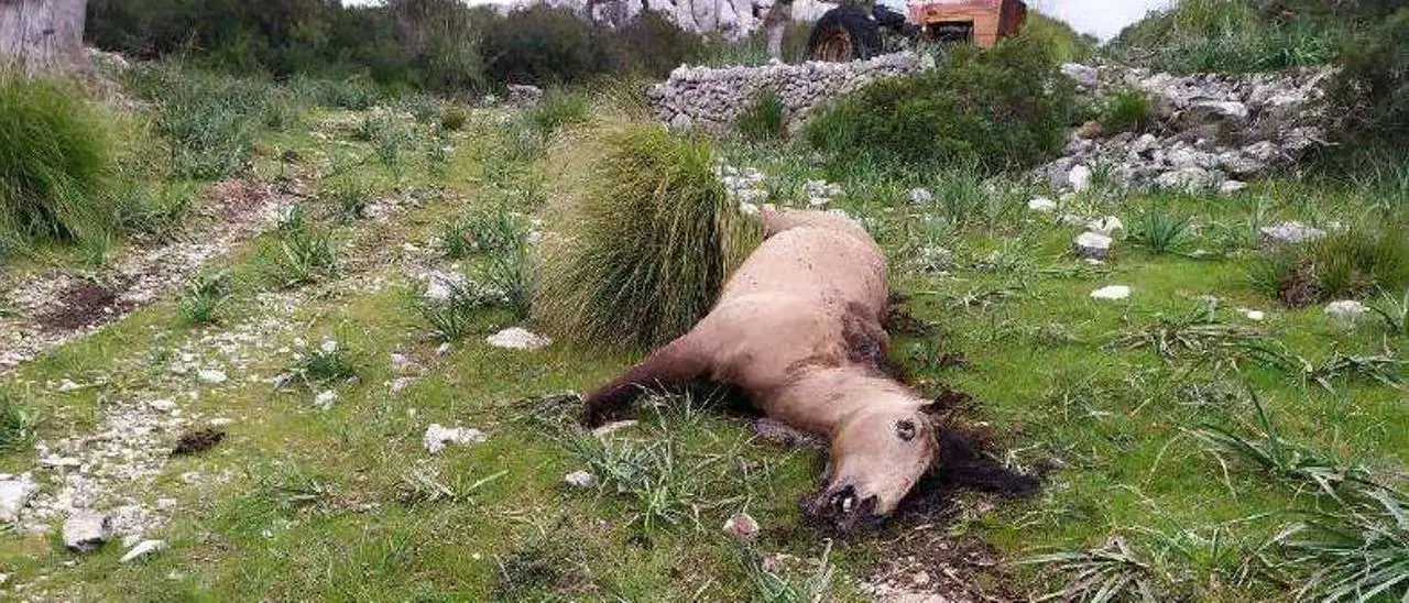 Piden 18 meses de cárcel para el hombre que mató a hachazos a una yegua  en Pollença