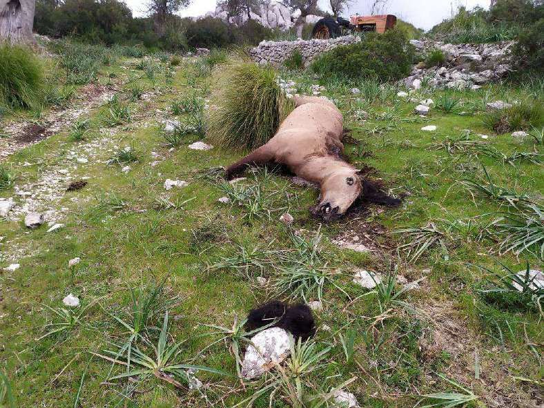 Imputado por matar a hachazos a un caballo en una finca en Pollença