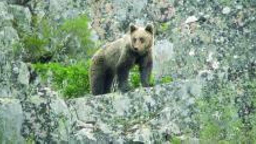 Un oso avistado en las montañas occidentales.