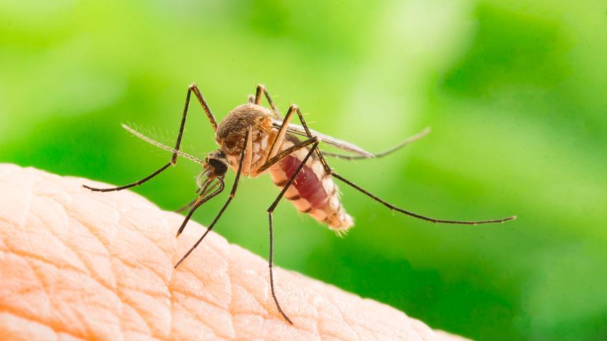 Cinco datos que no sabías del animal más letal del planeta, el mosquito