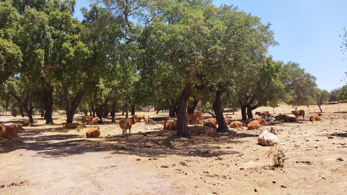 El ganado reposa a la sombra en una de las fincas del término municipal de Higuera de la Sierra.