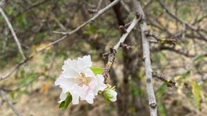 Els arbres floreixen abans de temps a Catalunya (i, no, no és una bona notícia)