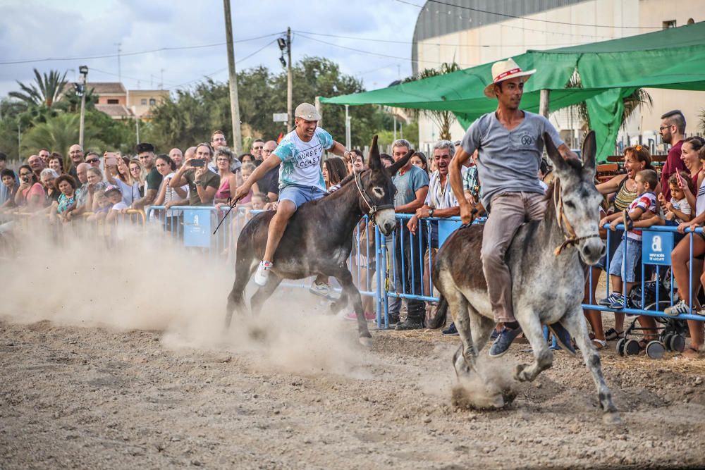 Carrera de burros y asnos y exhibición canina en D