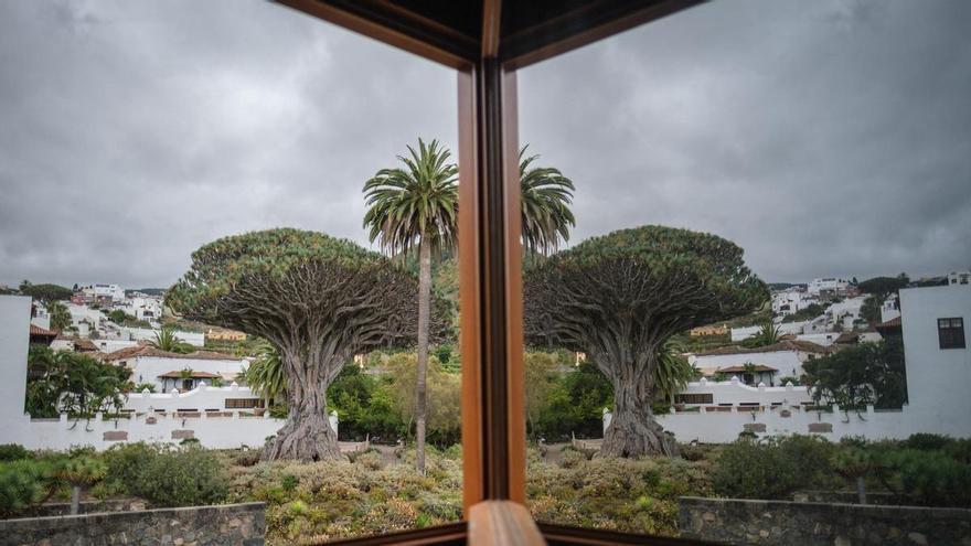 Tenerife Loses Ancient Dragon Tree, Protection Efforts Under Scrutiny