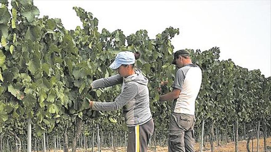 El vino de Castellón acaricia un año histórico con el doble de exportación