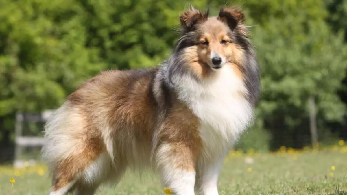 Shetland Sheepdog