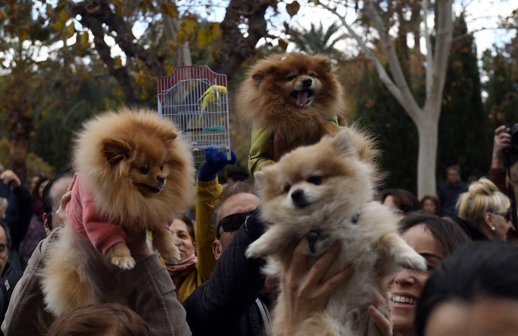 Así ha sido la bendición de animales por San Antón en Murcia