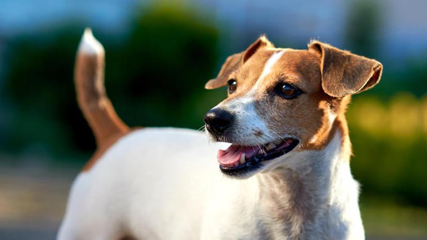 La inteligencia del perro no es excepcional.