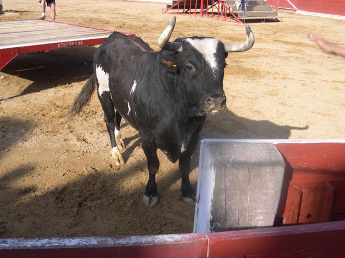 El toro Ratón. El toro Ratón.