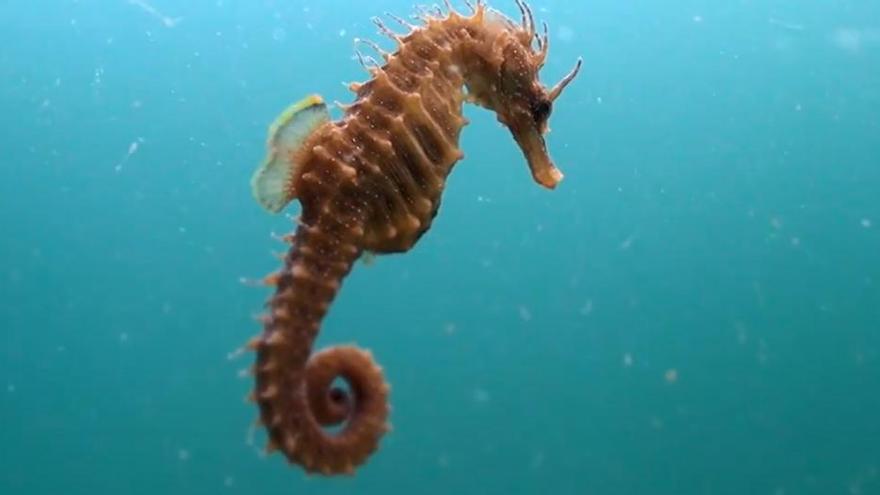 Las primeras imágenes del espectacular documental sobre el caballito de mar