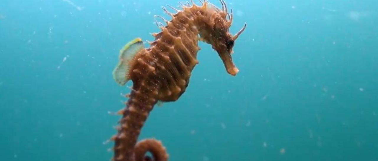 El curioso caballito de mar Faro de Vigo