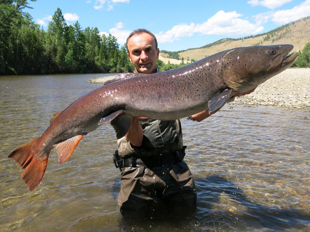 El siluro, especie invasora que se propaga por los ríos españoles