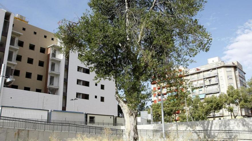 Imagen de archivo del laurel que da nombre a la plaza. | ÁNGEL DE CASTRO