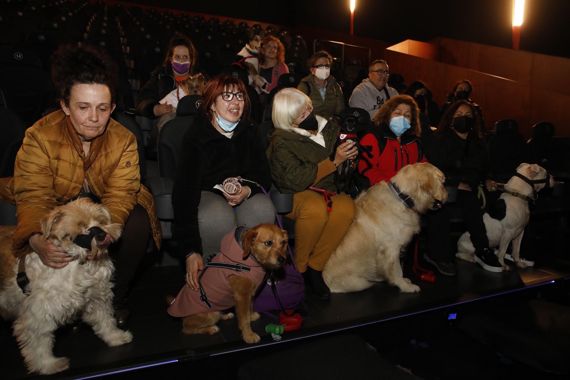 En imágenes: los perros ya van al cine en Gijón