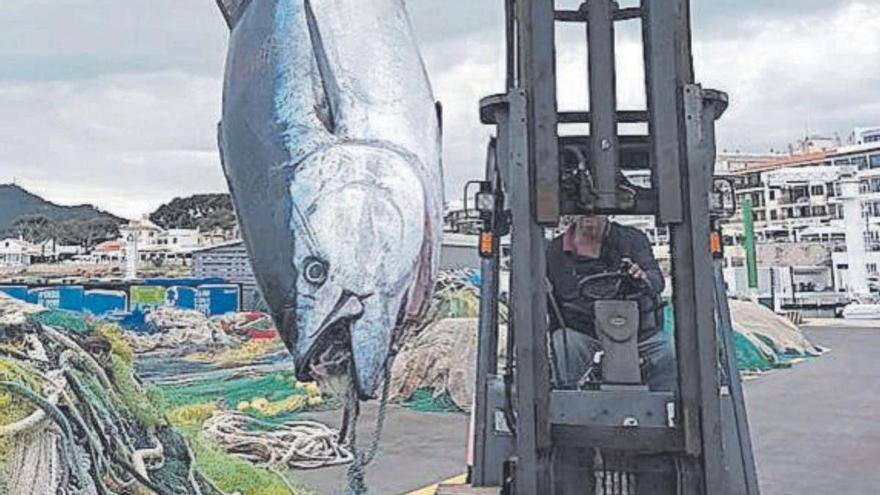 «El atún de 215 kilos se llevó 500 metros de hilo en la primera picada»
