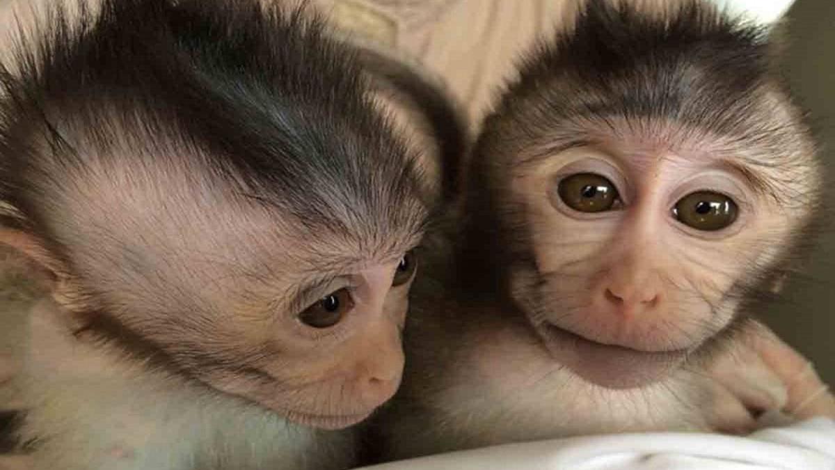 Un grupo de monos roba en la India muestras de sangre con coronavirus