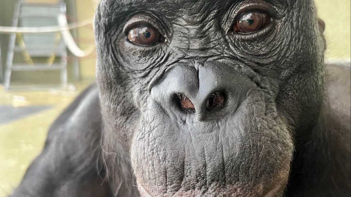 Kanzi, el bonobo que realizaba simulaciones y podía responder a indicaciones verbales mediante señales.