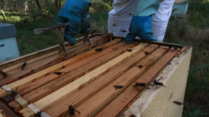 Velutinas en una de las cien colmenas que ocuparon tras liquidar sus enjambres en Nigoi. // Bernabé / A. Rei