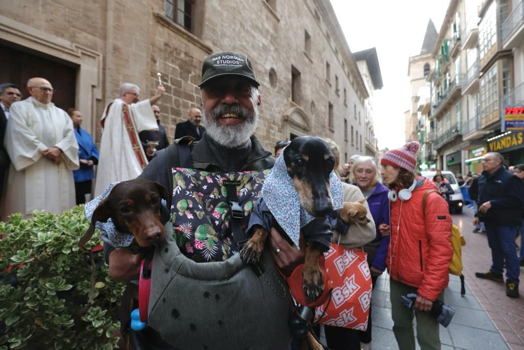 Búscate en las 'Beneïdes' de Mallorca junto a tu mascota