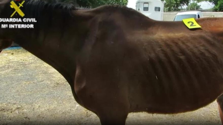 Hallan un caballo enterrado en una hípica