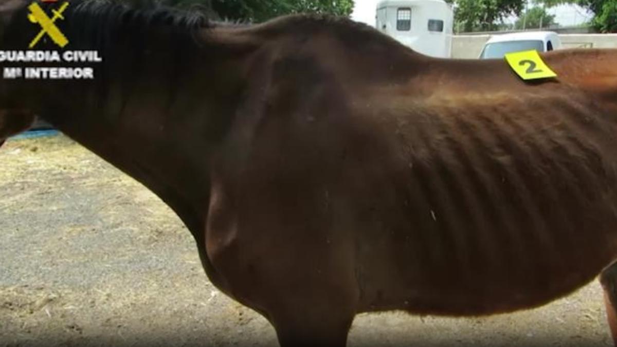 Detenido responsable de un hípica en la que hallaron un caballo enterrado.