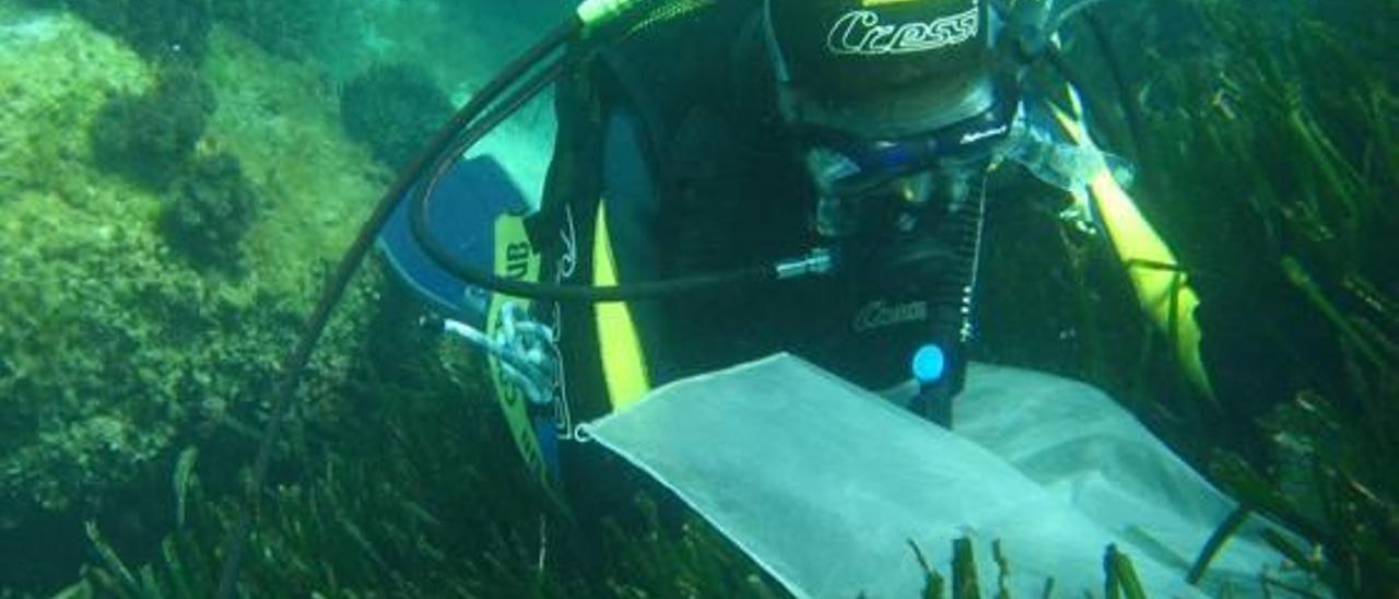 Un buceador ante una pradera de posidonia en el litoral de la provincia.