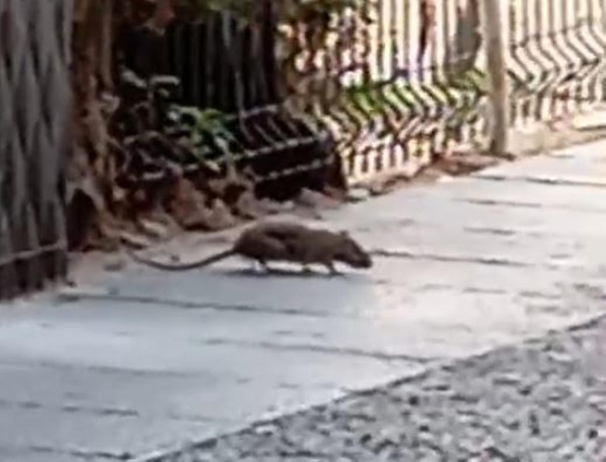 Una de las ratas olisqueando el suelo en plena calle San Isidro de Elche