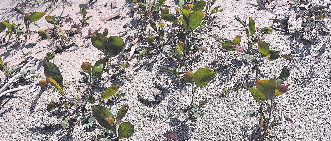 Plántulas de acacia en el arenal de la Caleta del Estacio que fueron arrancadas por ANSE. P. GARCÍA/ANSE