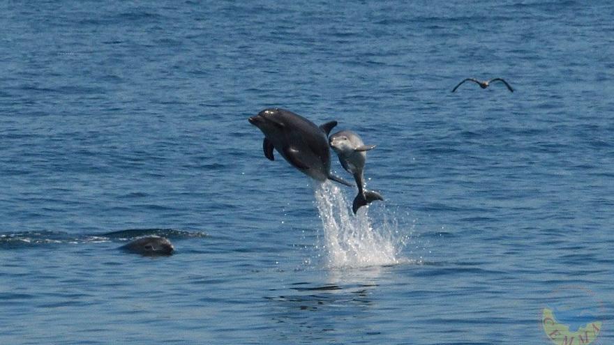 Vida y muerte, el día a día de los delfines gallegos