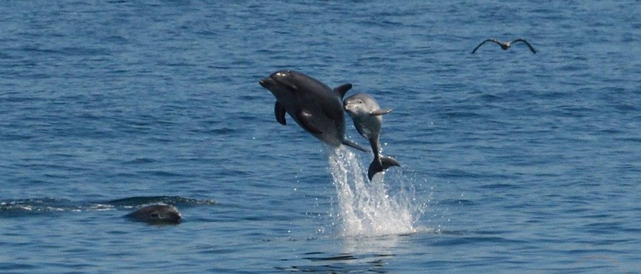 El pequeño delfín avistado frente a Ribeira por la Cemma mientras saltaba al lado de su madre, en presencia de otro arroaz.   | //  CEMMA