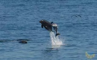 Vida y muerte, el día a día de los delfines gallegos