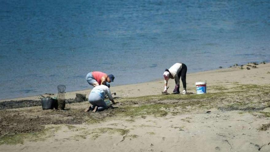 Mariscadores faenan en la ría de O Burgo.