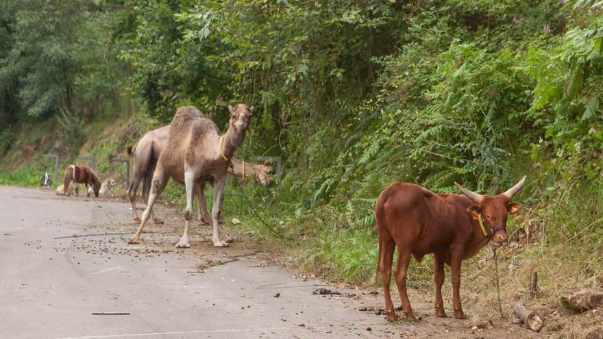 Animales de un circo que se instaló en el concejo recientemente.